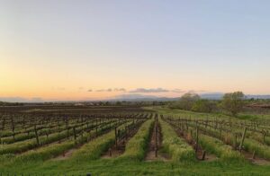 Vines and Ministries